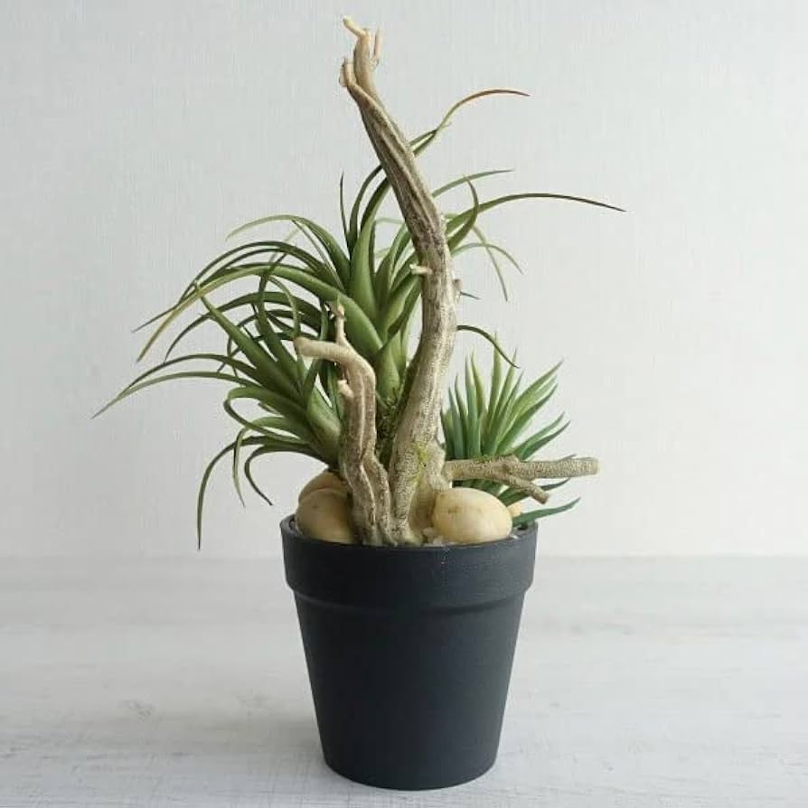 エアプランツ＆多肉植物 (ブロンズ)▫️フェイクグリーン・フェイク